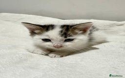 Mixed Breed cats for sale: Kittens for Sale !! - Image 8