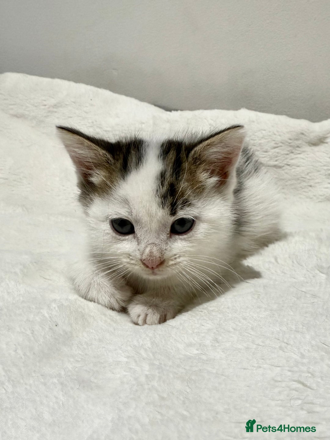 Mixed Breed cats for sale: Kittens for Sale !! - Image 8