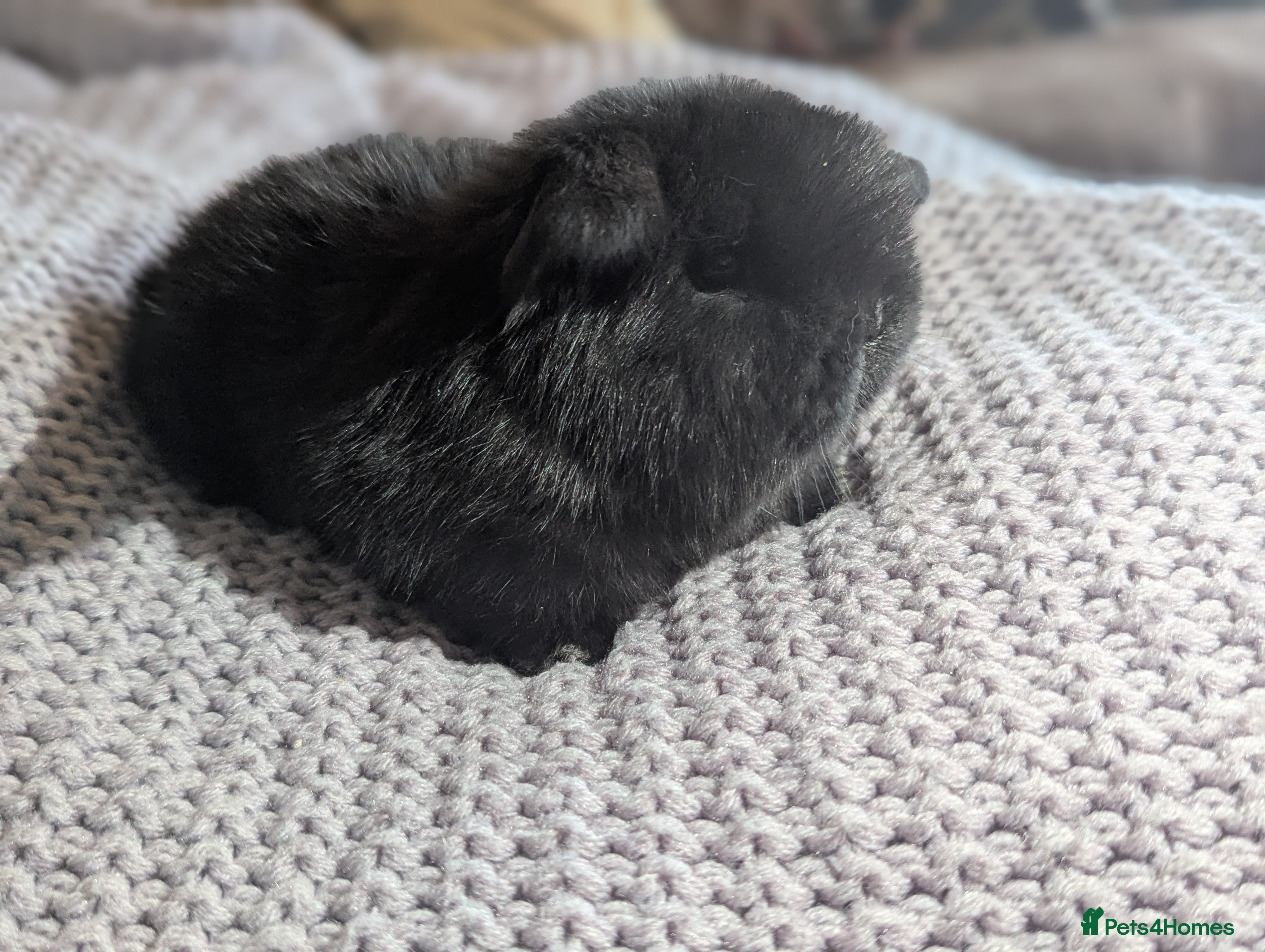 Mini Lop rabbits Mini lops - Advert 17