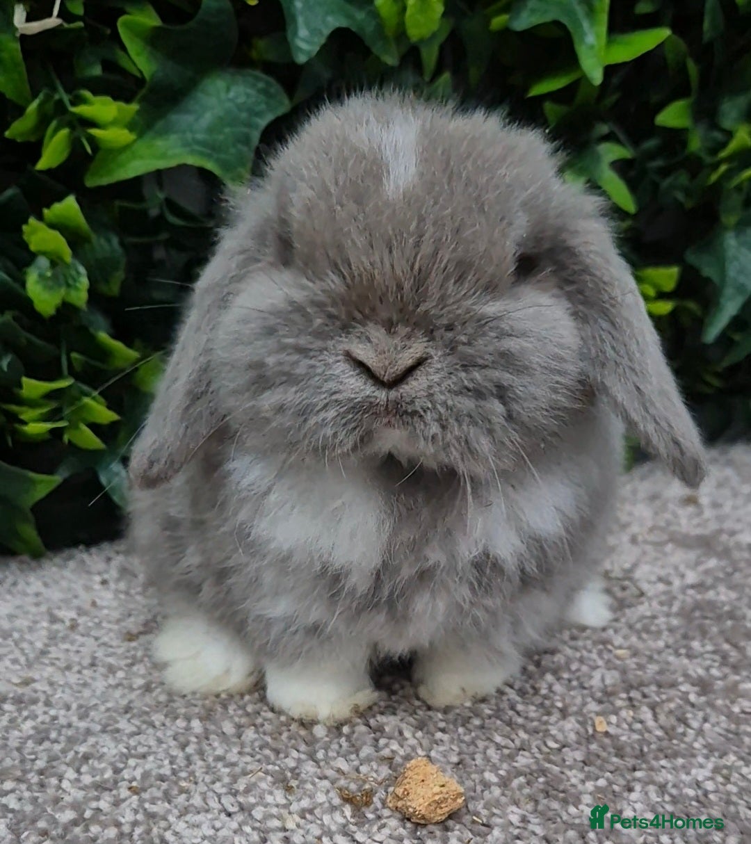 Mini Lop rabbits for sale: Mini lop baby girl ready now - Advert 1