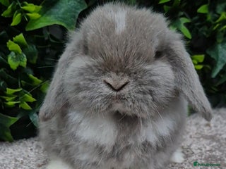 Mini Lop rabbits Mini lop baby girl ready now - Advert 15