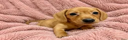 Miniature Dachshund dogs for sale: Miniature Dachshund Puppies - Advert 3