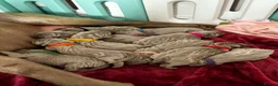 Weimaraner dogs for stud: KC Registered Weimaraner Available for Stud - Advert 18