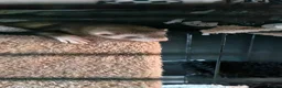 Ferret rodents for sale: Hob for sale  - Advert 2