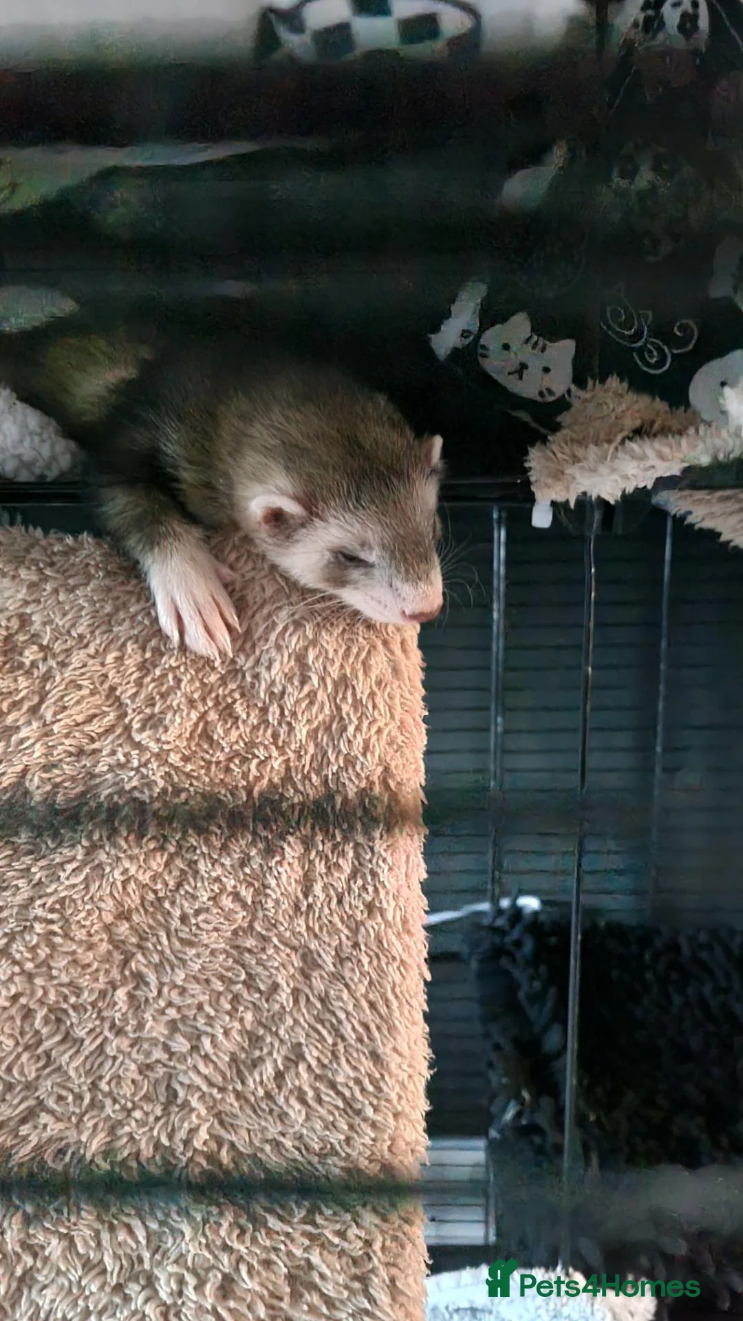 Ferret rodents for sale: Hob for sale  - Advert 2