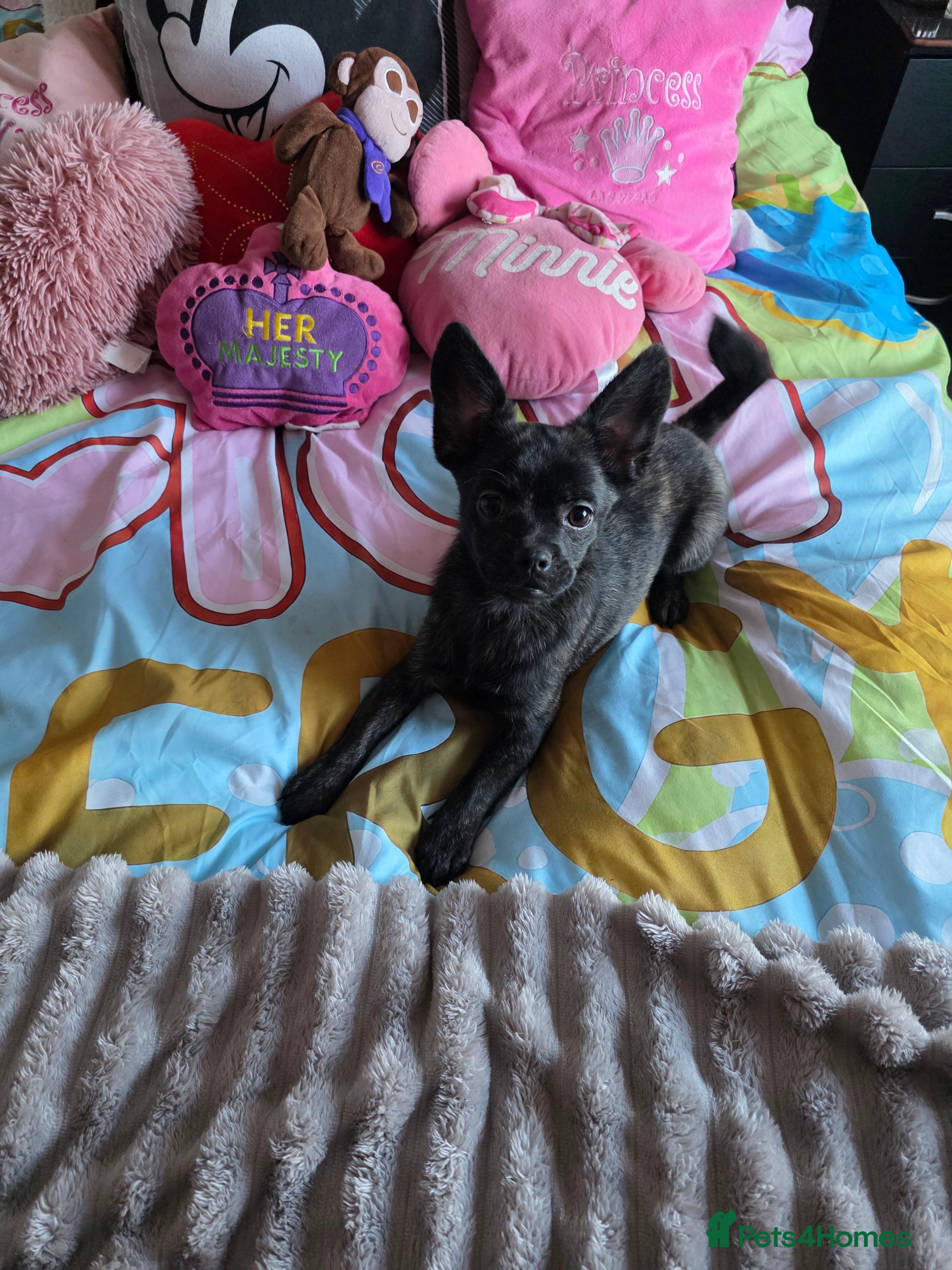 French Bulldog dogs ❤️⭐️ ONE Frenchie Pom GIRL LEFT ❤️⭐️ - Advert 23