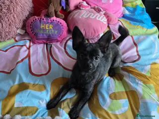 French Bulldog dogs ❤️⭐️ ONE Frenchie Pom GIRL LEFT ❤️⭐️ - Advert 10