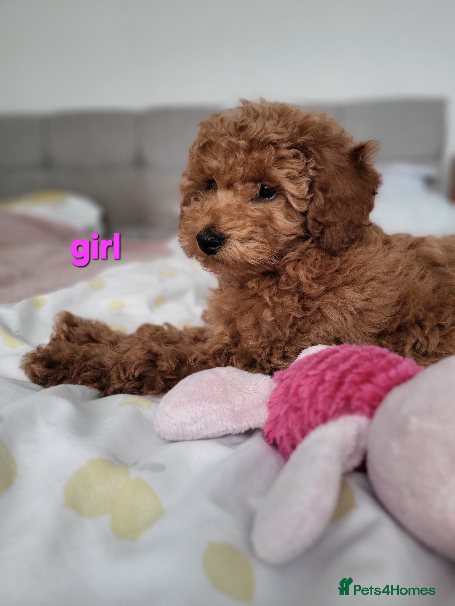 Toy Poodle dogs for sale: Adorable TOY POODLE pups - Advert 1