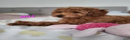 Toy Poodle dogs for sale: Adorable TOY POODLE pups - Advert 1
