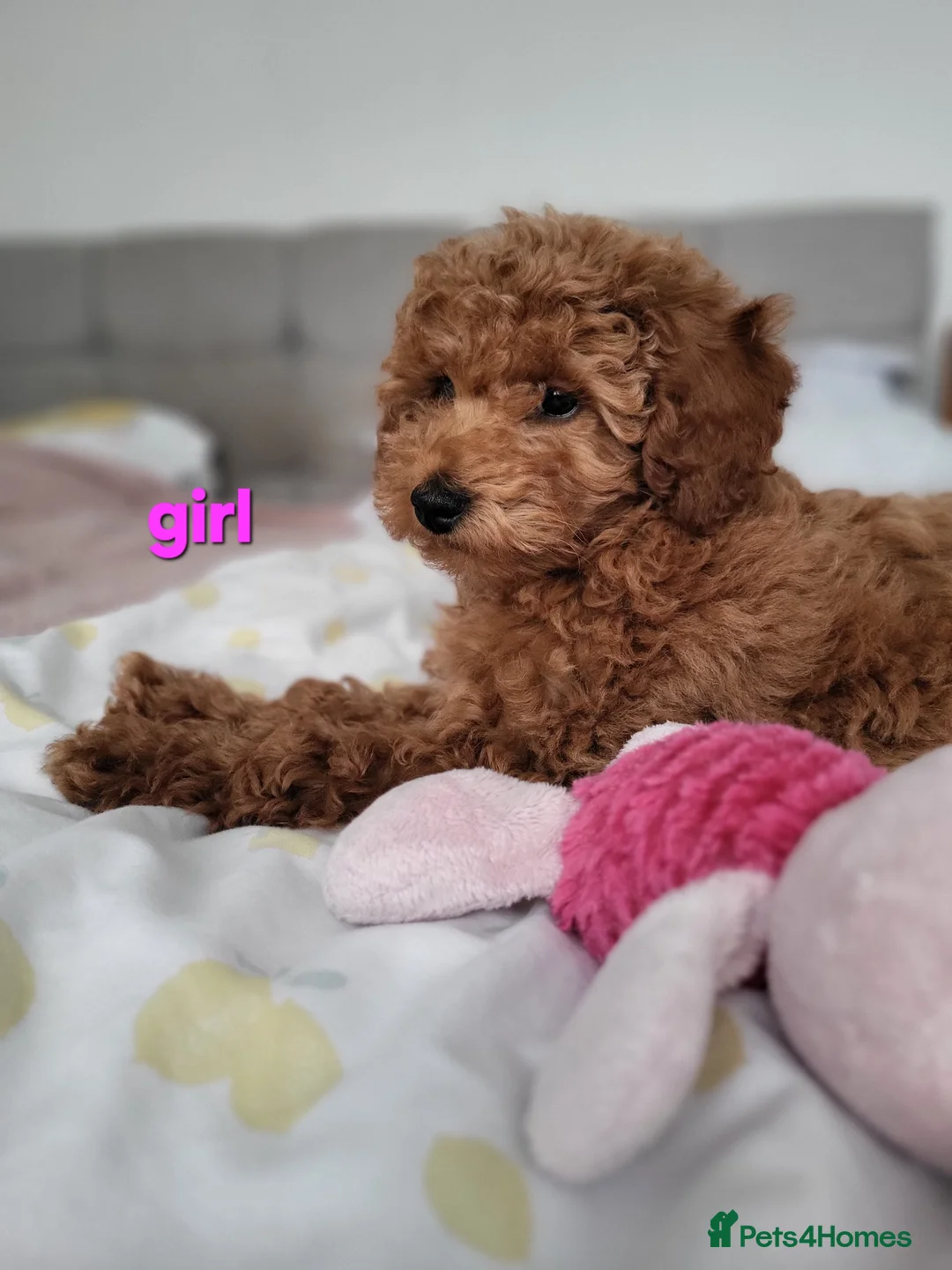 Toy Poodle dogs for sale: Adorable TOY POODLE pups - Advert 1