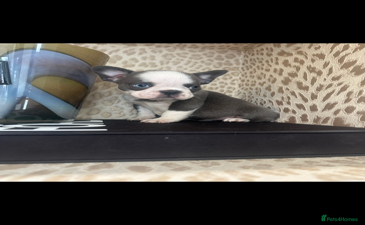 French Bulldog dogs - Advert 14