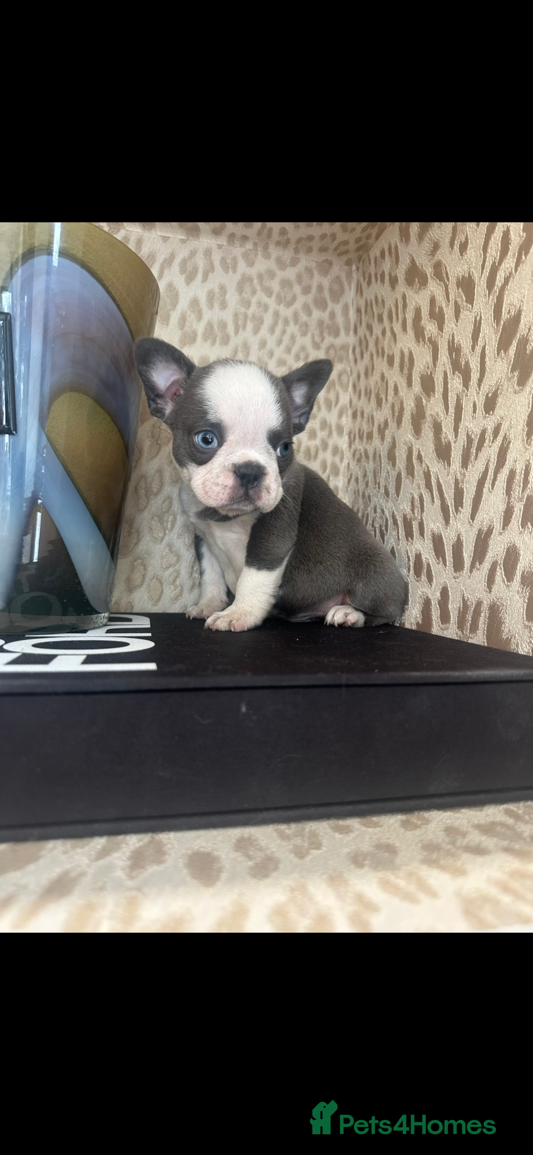 French Bulldog dogs for sale: French bull dog male puppy - Image 1