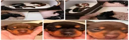 Miniature Dachshund dogs for sale: Miniature dachshund puppy last boy - Advert 9