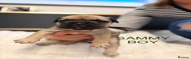 French Bulldog 3