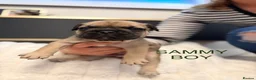 French Bulldog dogs for sale: Male French bulldog puppies  in Newton Aycliffe - Advert 8