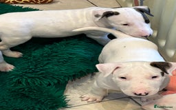 Bull Terrier dogs for sale: USA & UK Champion Bloodline English bull terriers  in Gateshead - Image 11