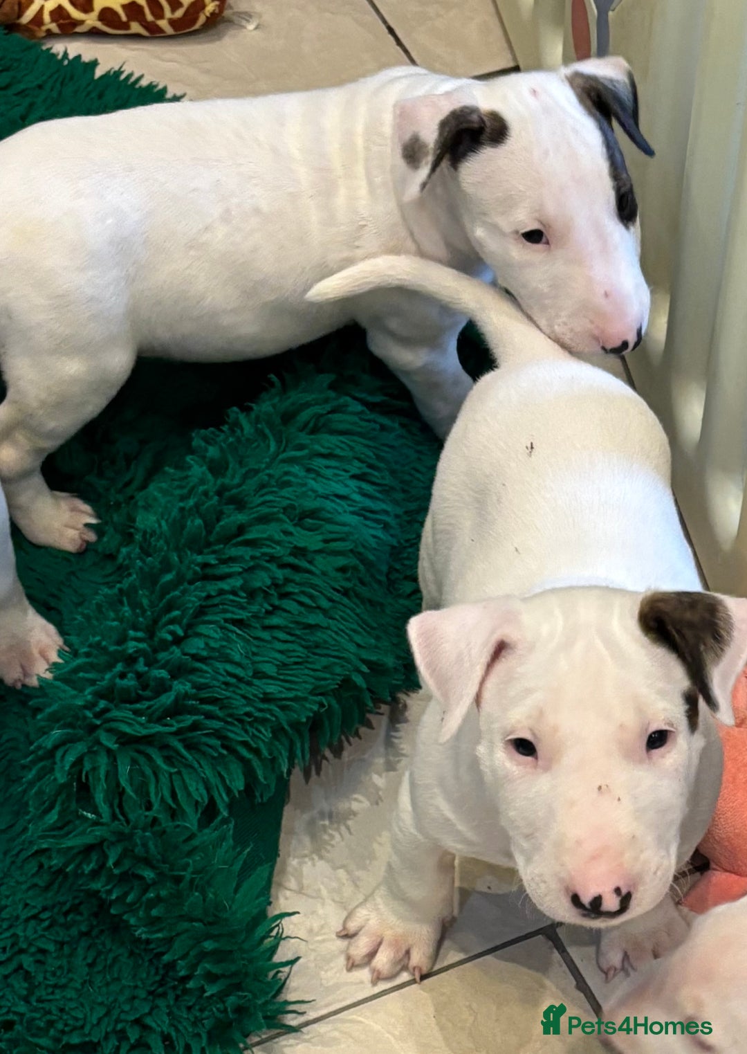 Bull Terrier dogs for sale: USA & UK Champion Bloodline English bull terriers  in Gateshead - Image 11