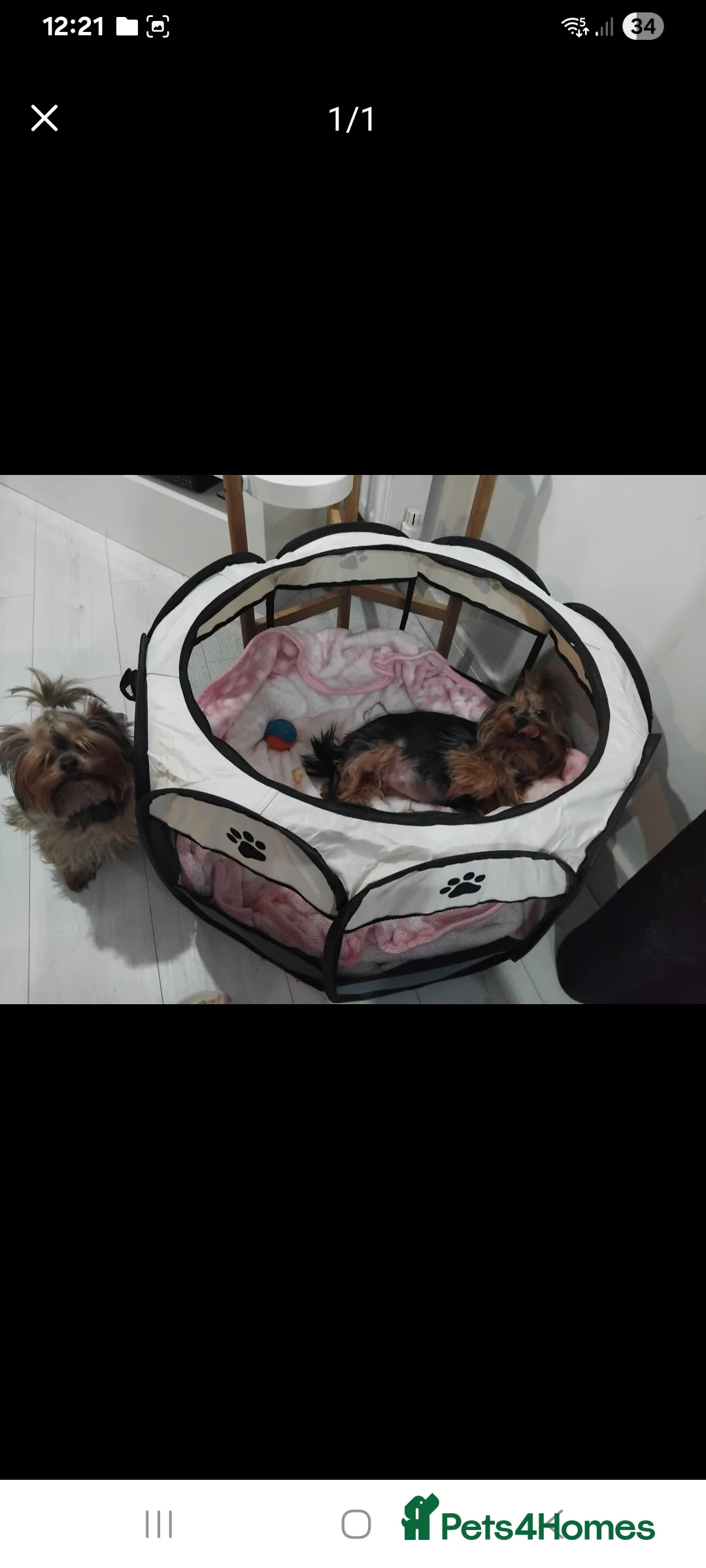 Yorkshire Terrier dogs for sale: Ours gorgeous puppies looking for loving home  - Advert 2