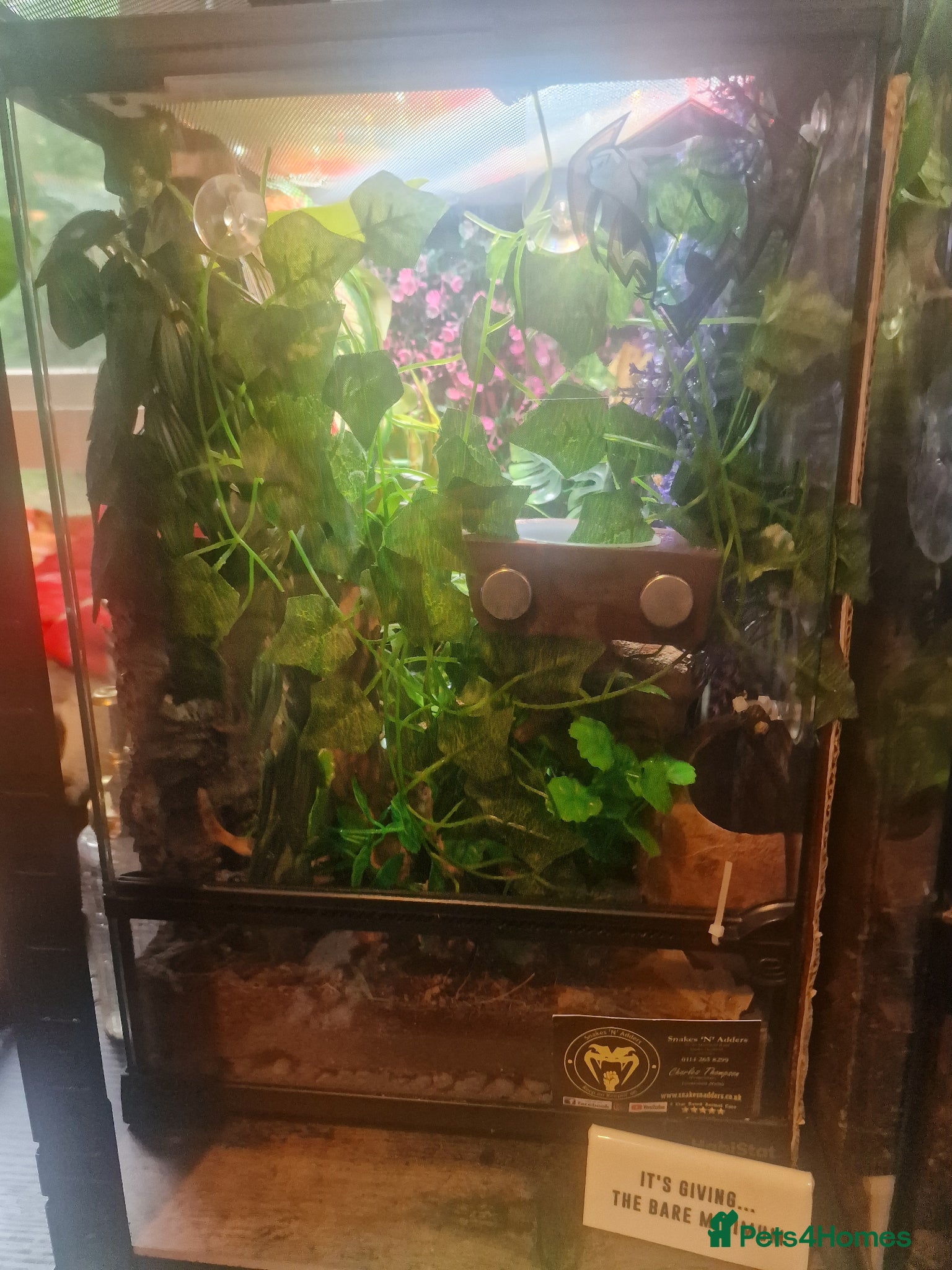 Gecko reptiles for sale: 8x Crested geckos/Full collection available!  - Advert 21