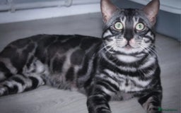Bengal cats for sale: Big soft boy - Image 2