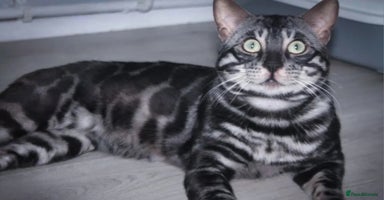 Bengal cats - Advert 2