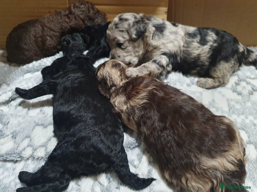 Toy Poodle dogs for sale: Gorgeous toypoodles - Image 7