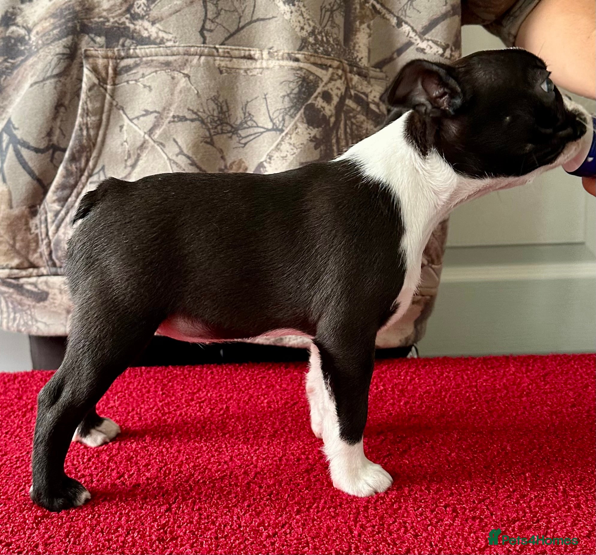 Boston Terrier dogs Exceptional puppies. Extensively tested parents.   - Advert 2
