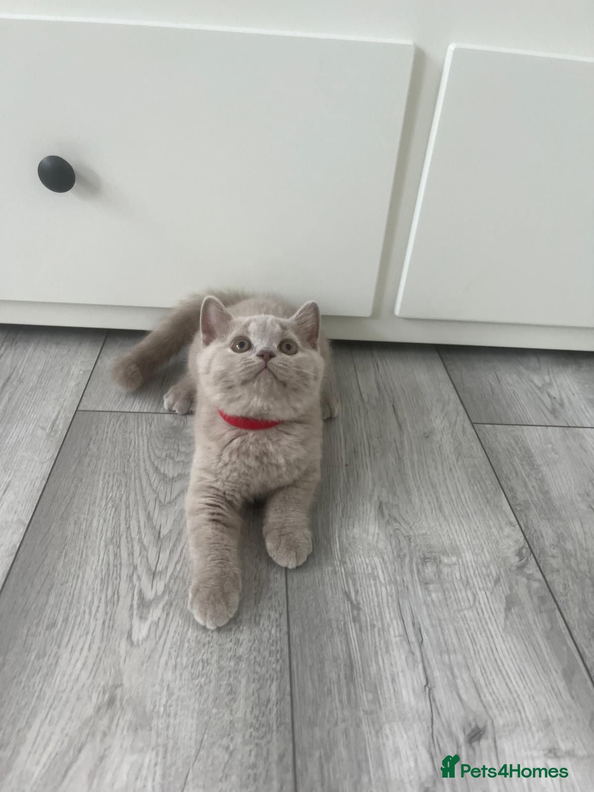 British Shorthair cats British Shorthairs  - Advert 1