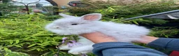 Angora rabbits for sale: Stunning Angora rabbit for sale - Advert 5
