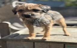 Border Terrier dogs for sale: KC Grizzle & Tan Border Terrier - Image 1