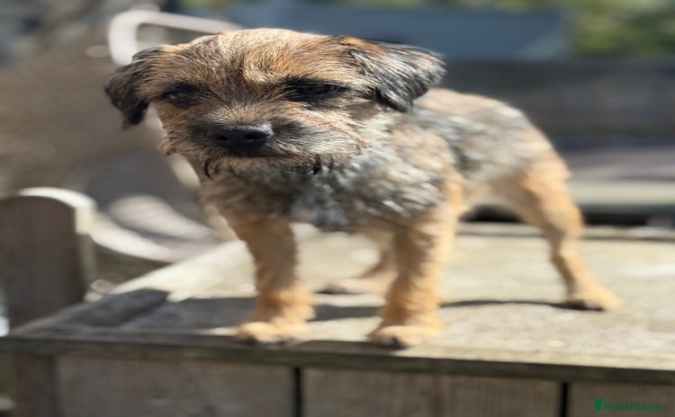 Border Terrier dogs - Advert 1
