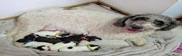 Spanish Water Dog dogs for sale: Spanish water dog  - Advert 4