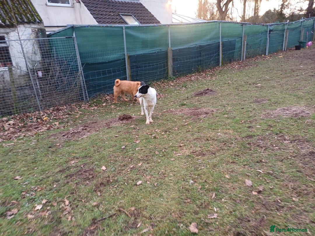 Mixed Breed dogs for adoption: 🐾 Meet MARLEY 🐾 - a Lovely Boy for a Loving Home - Advert 8