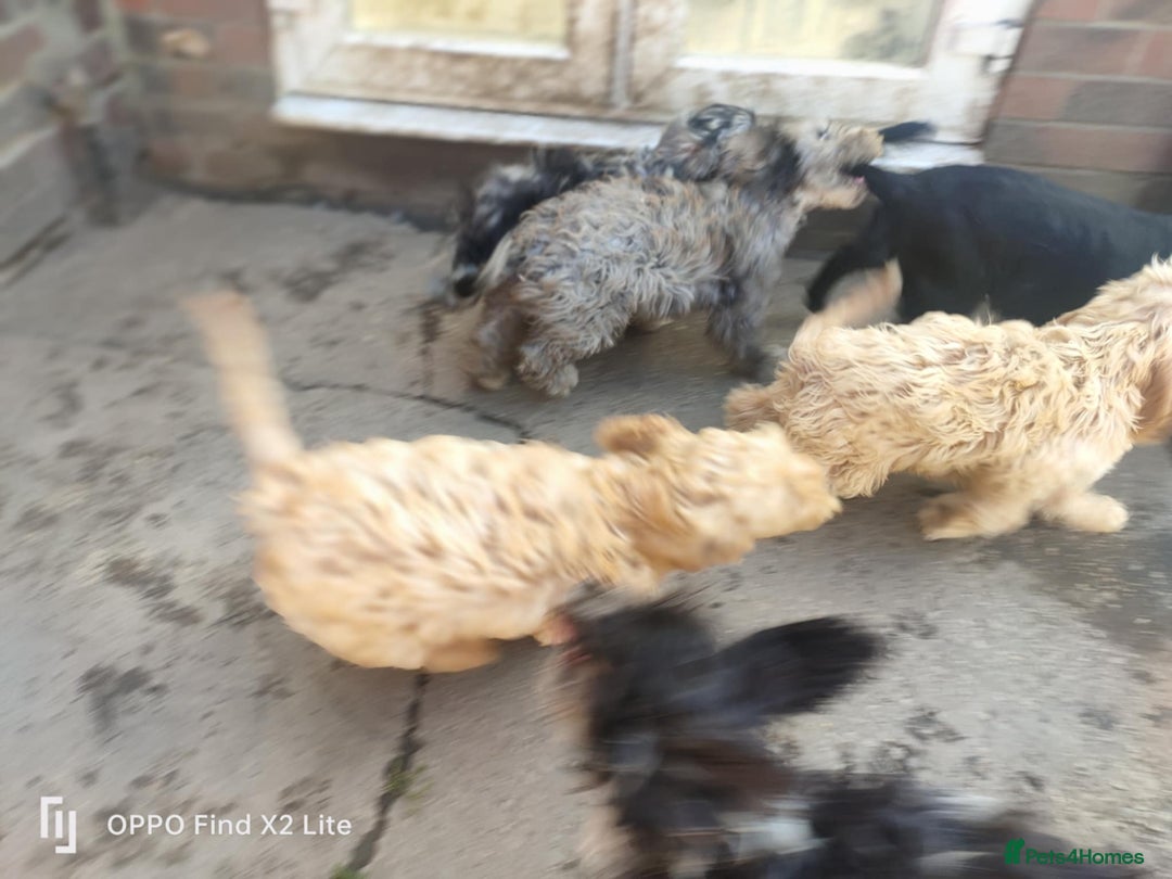 Cockapoo dogs for sale: 2 beautiful cockapoo desperate for forever homes  - Image 17