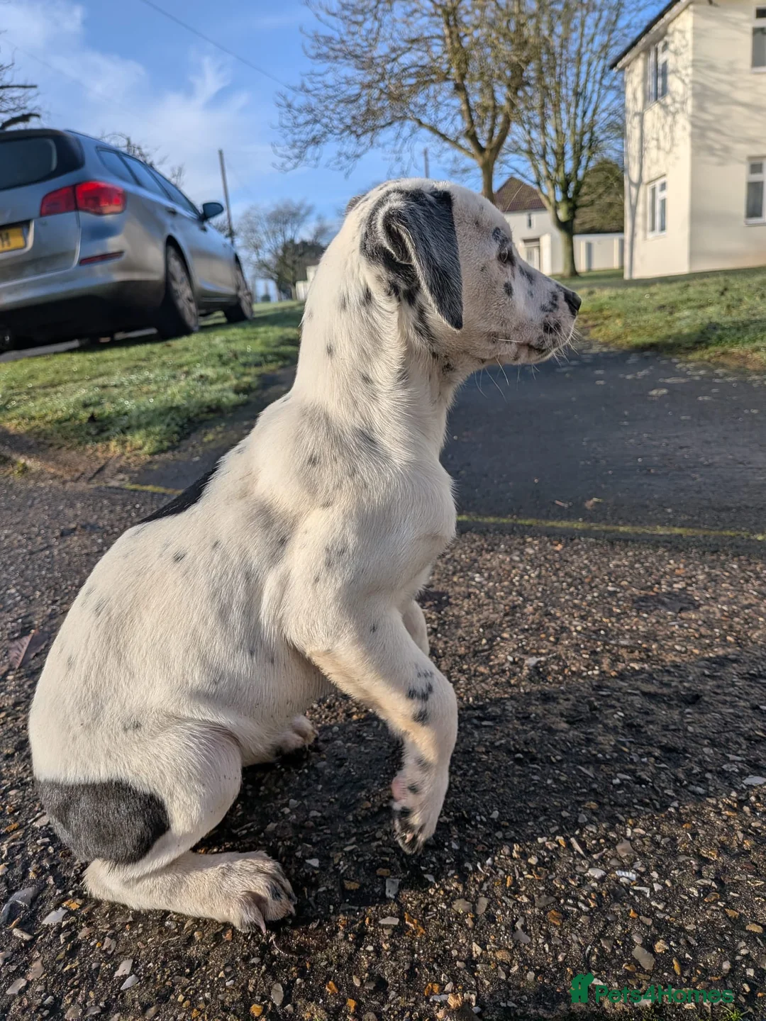 Mixed Breed dogs for sale: Beautiful Collie x Dalmatian Puppies - Advert 10