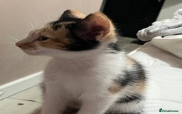 Mixed Breed cats for sale: Beautiful kittens - Image 5