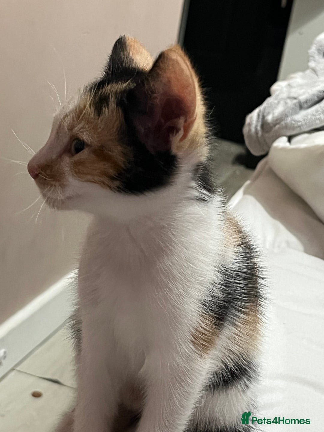 Mixed Breed cats for sale: Beautiful kittens - Image 5