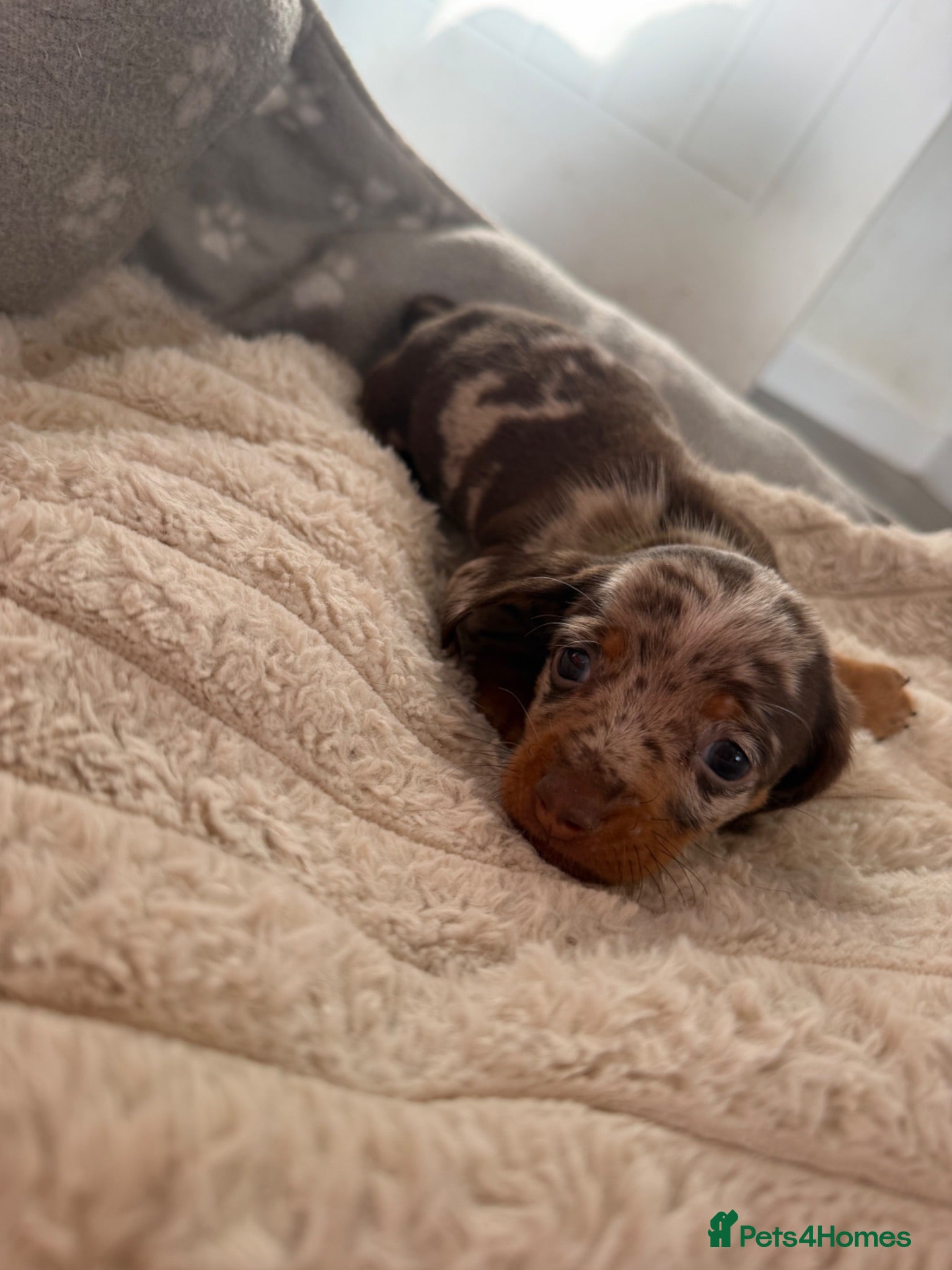 Miniature Dachshund dogs Minature Dachshund Puppies  - Advert 2