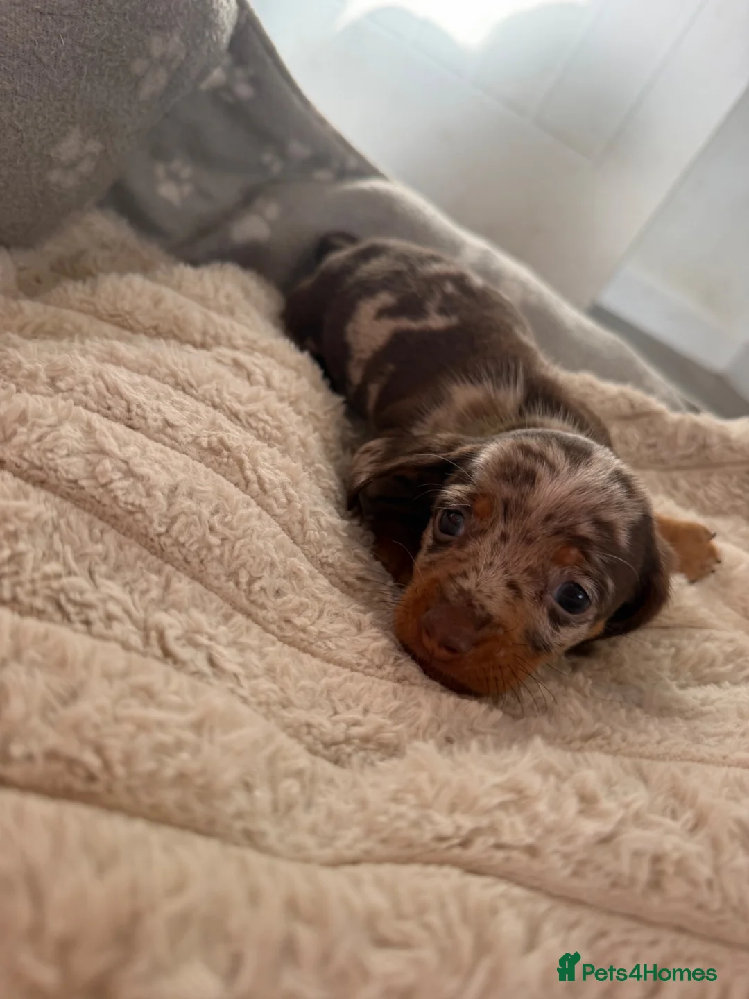 Miniature Dachshund dogs for sale: Minature Dachshund Puppies  in Norwich - Advert 1