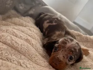 Miniature Dachshund dogs Minature Dachshund Puppies - Advert 1