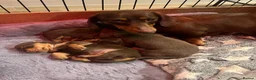 Miniature Dachshund dogs for sale: 🐶 beautiful mini Dachshunds 🐶  in Shrewsbury - Advert 9