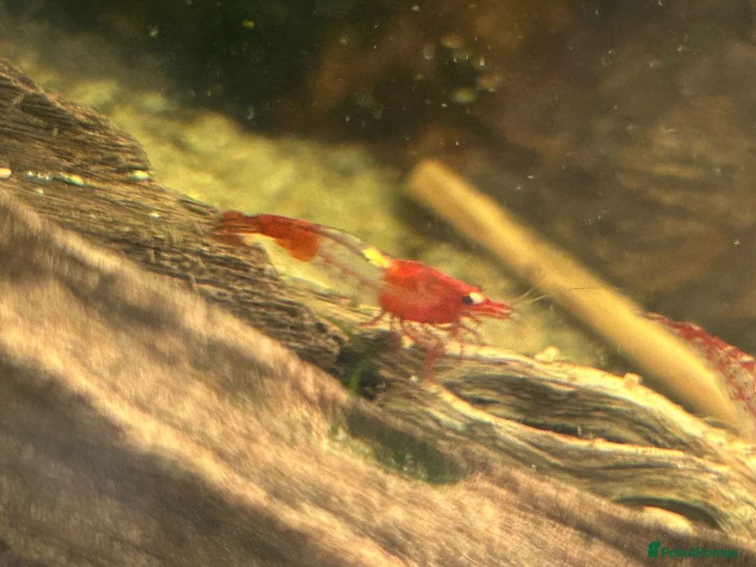 Shrimps fish for sale: Red rilli shrimp - Advert 4