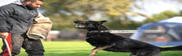German Shepherd dogs for sale: Working line KC GSD pups  - Advert 17