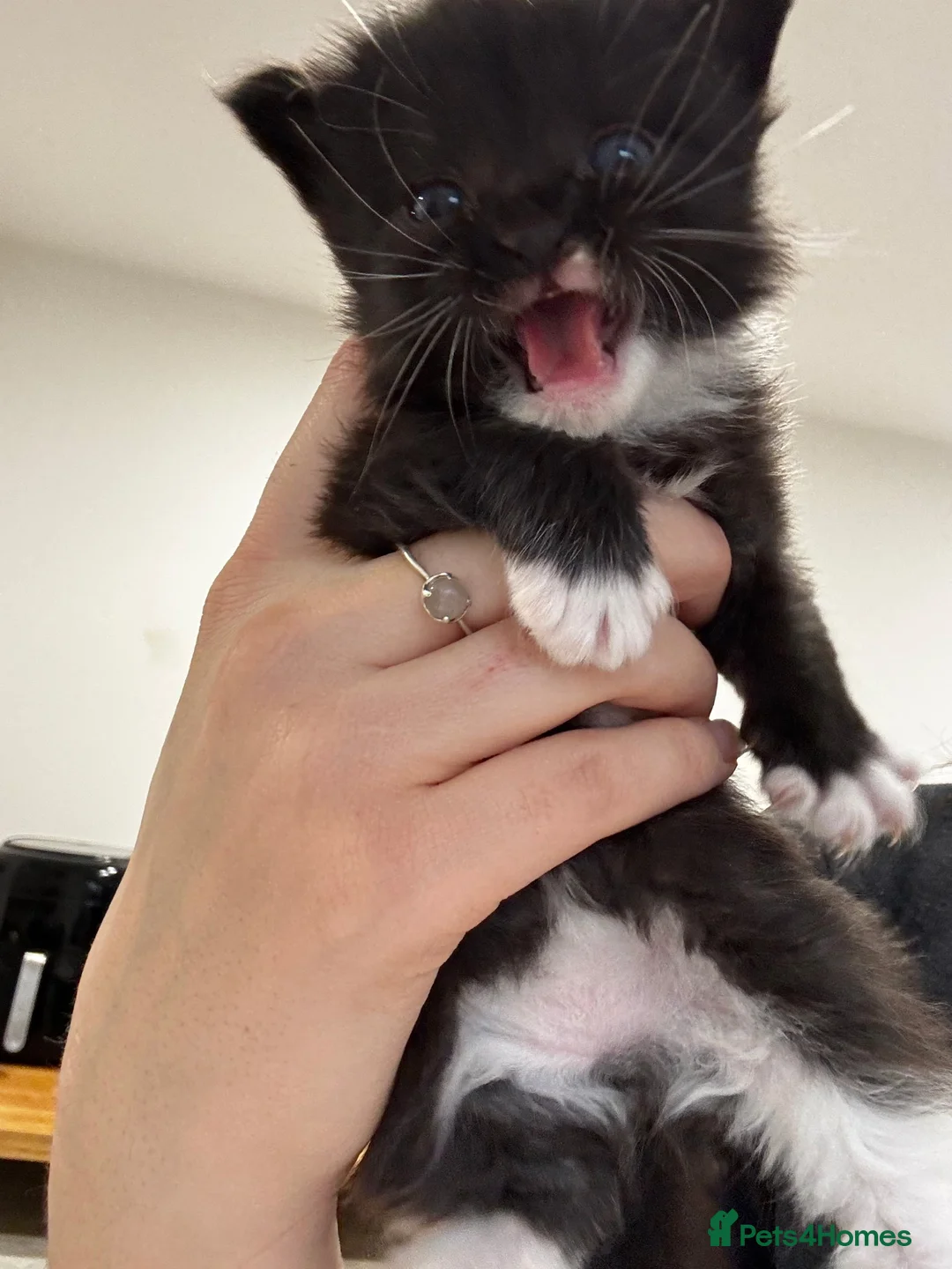 Mixed Breed cats for sale: 2 male black kitten/black white female  in St Albans - Advert 3