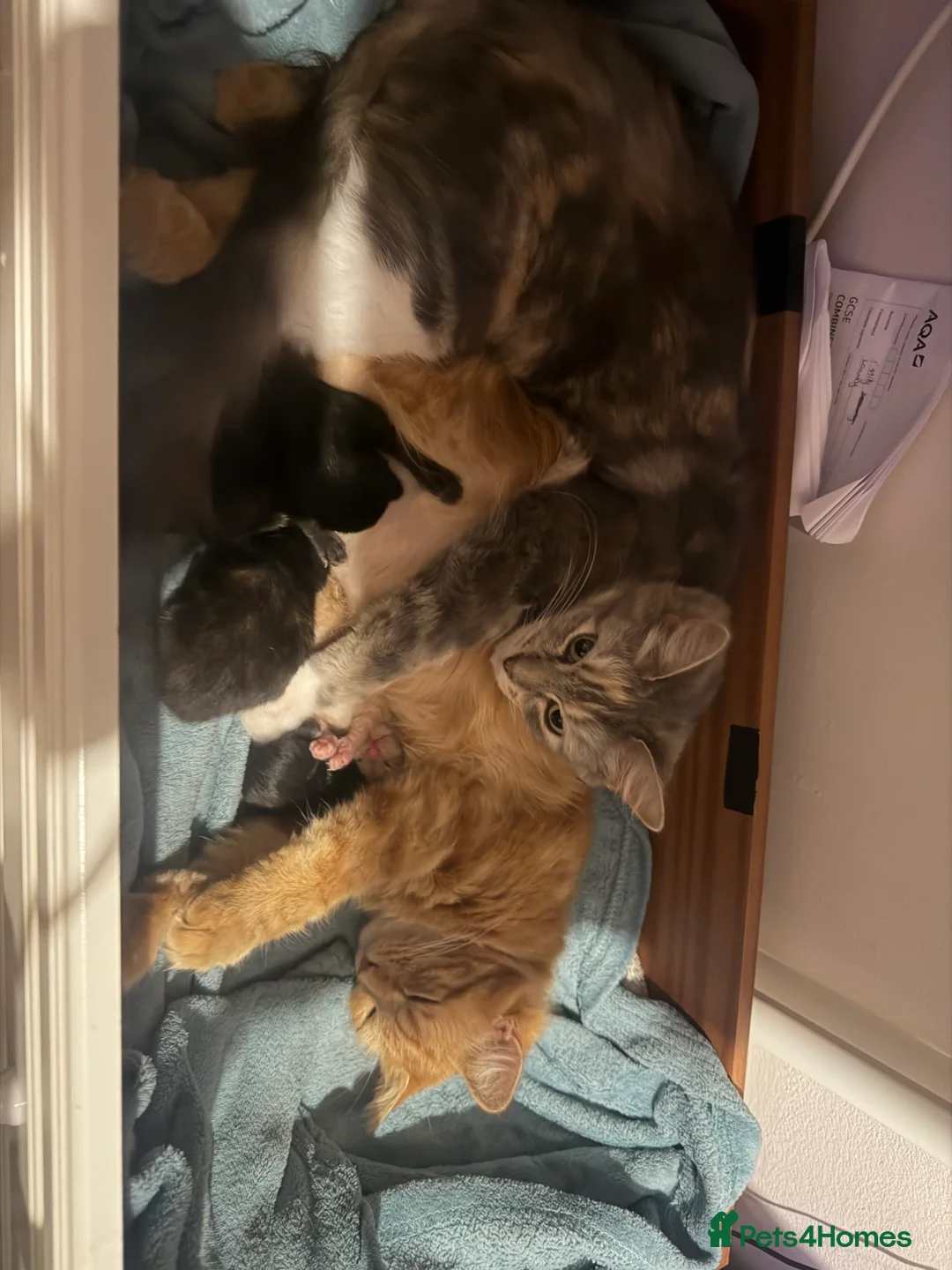 Domestic Shorthair cats for sale: Tabby female and ginger male kittens - Advert 6