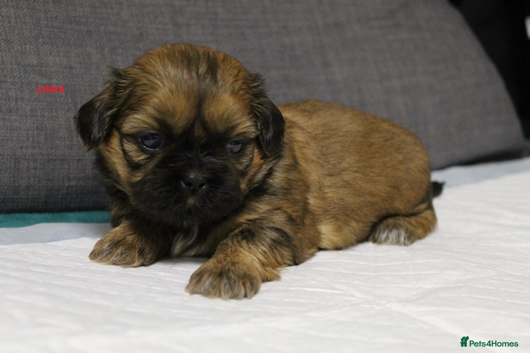 Shih Tzu dogs for sale: LOVELY SHIH TZU PUPPIES  - Image 22
