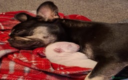 French Bulldog dogs for sale: Fully vaccinated females, males vet checked  - Image 11