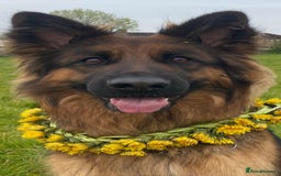 German Shepherd dogs for sale: Kc-registered German shepards puppies for sale - Image 21