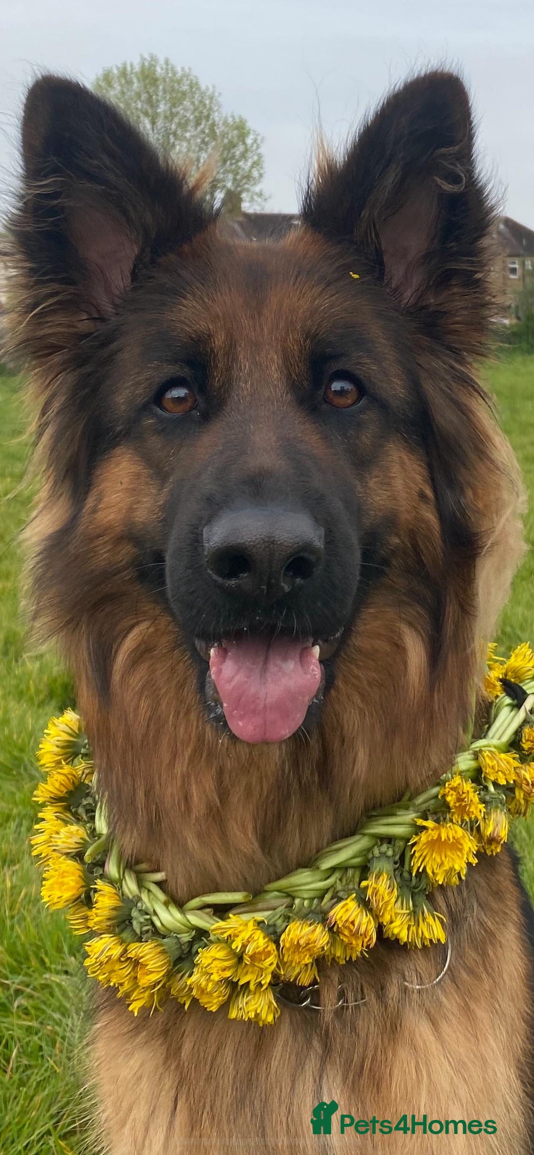 German Shepherd dogs for sale: Kc-registered German shepards puppies for sale - Image 21