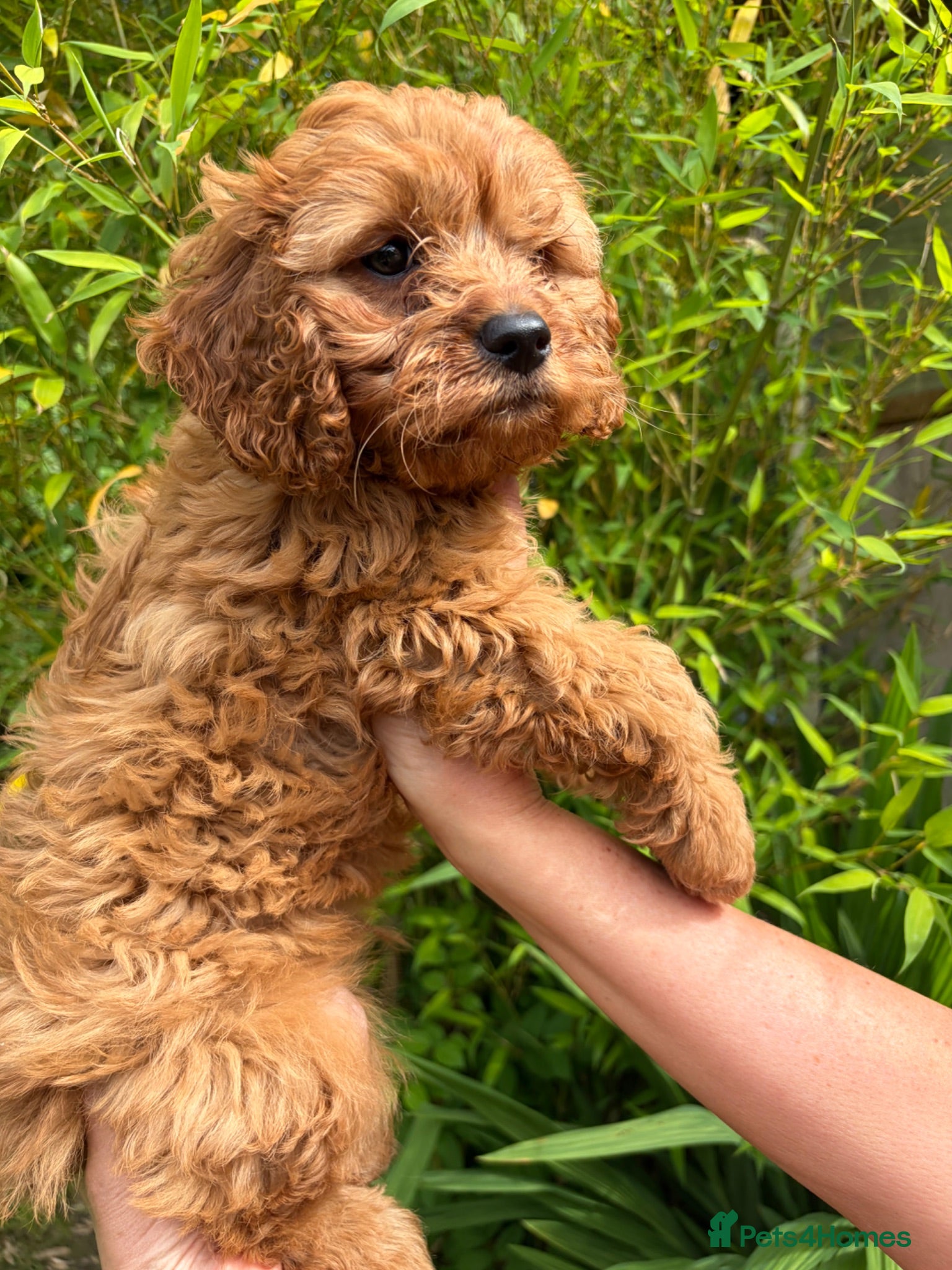 Cavapoo dogs Stunning F1 fox red Cavapoo boy - Advert 1